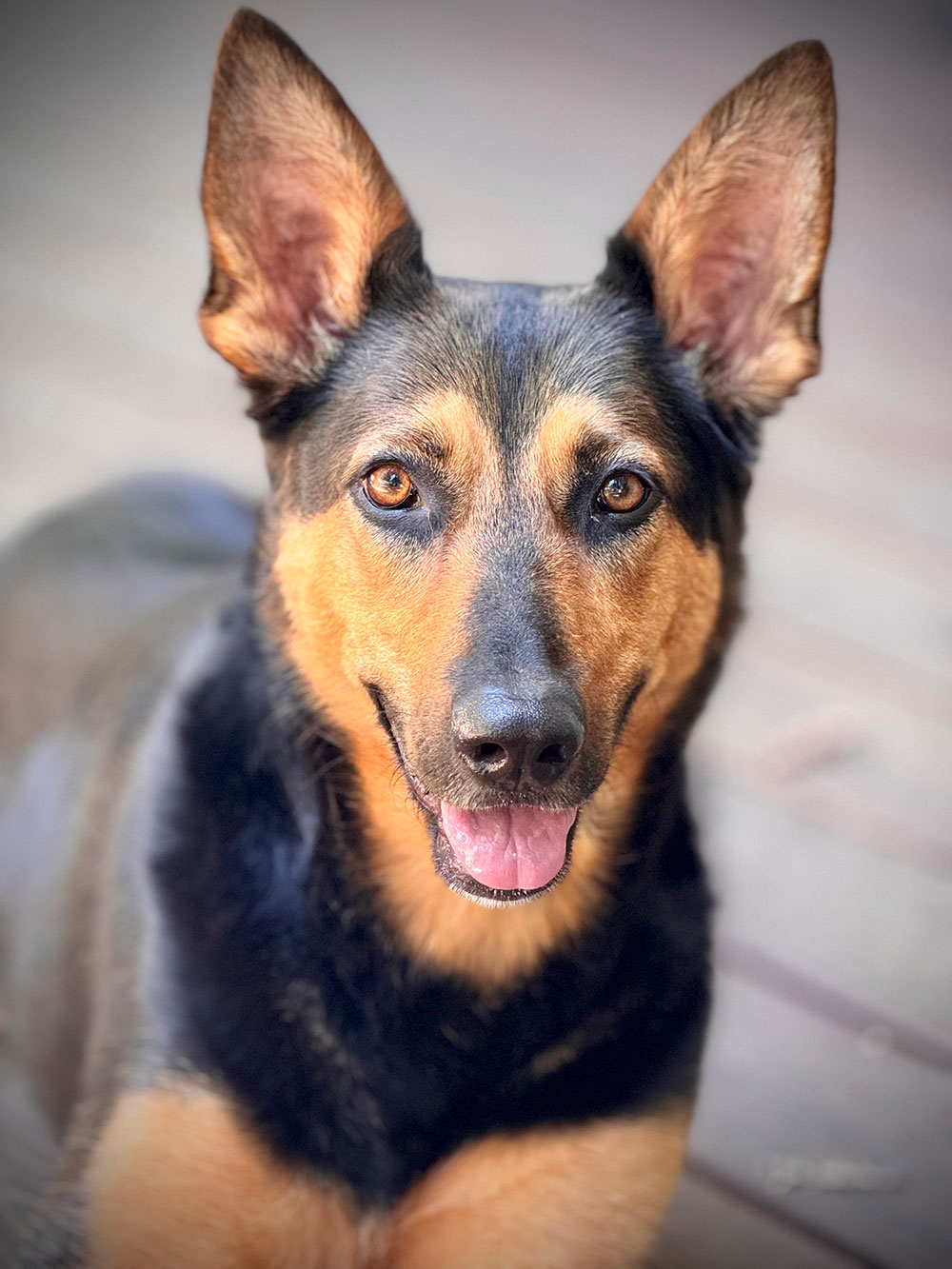 German Shepherd Dog Looking at Camera with mouth open